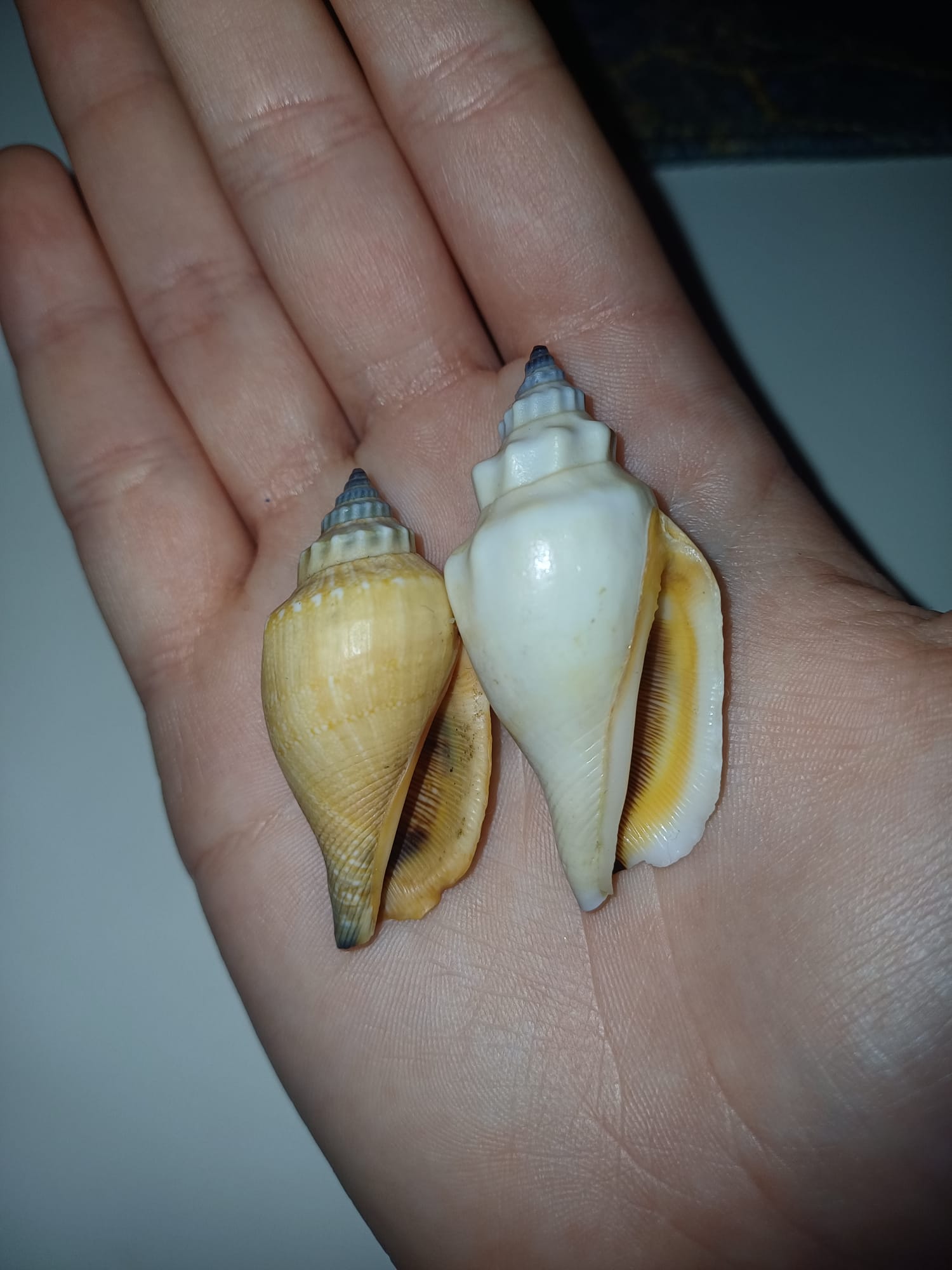 Conchiglie da identificare